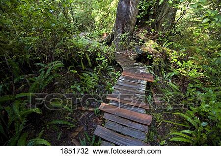 Meares Island, British Columbia, Canada; a cedar boardwalk View Large Photo Image Stock Image - Meares Island, British Columbia, Canada; a cedar boardwalk. Fotosearch