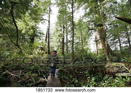 Stock Image - Meares Island, British Columbia, Canada; man walking along cedar boardwalk. Fotosearch