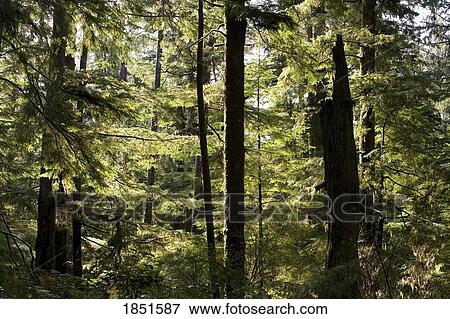 Stock Photo - Meares Island, British Columbia, Canada; Cedar and fir trees. Fotosearch