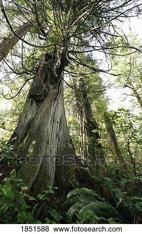 Stock Photo - Meares Island, British Columbia, Canada; Cedar and fir trees. Fotosearch