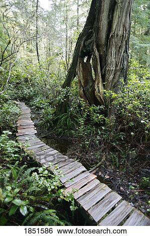 Meares Island, British Columbia, Canada; Cedar boardwalk View Large Photo Image Stock Photograph - Meares Island, British Columbia, Canada; Cedar boardwalk. Fotosearch