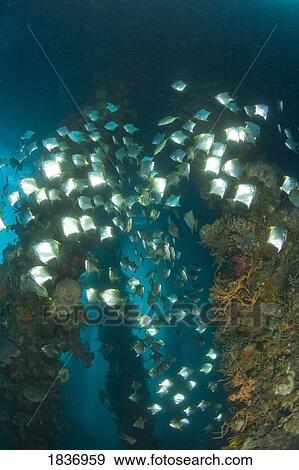 Stock Photo - Milkfish, Dumaguete Pier, Philippines, Southeast Asia . Fotosearch