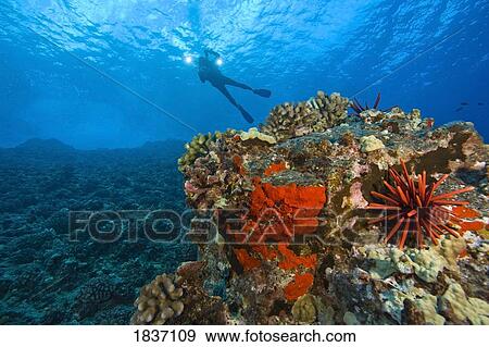 Stock Photo - Molokini Crater, South Maui, Hawaii, USA; scuba diver . Fotosearch