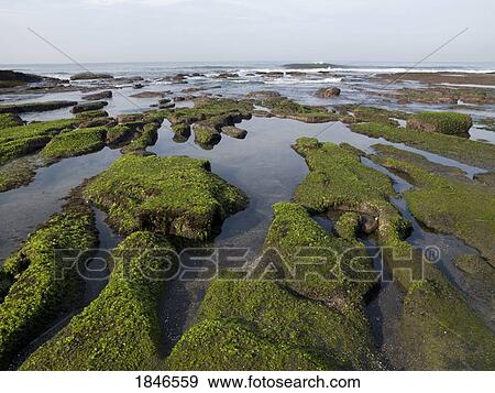 Moss covered ground along the coast of Bali, Indonesia View Large Photo Image Stock Photo - Moss covered ground along the coast of Bali, Indonesia. Fotosearch