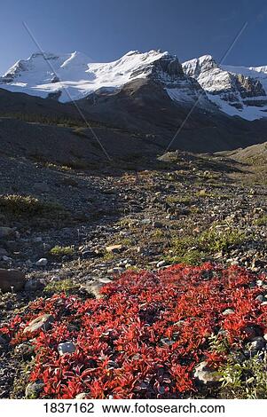 Mount Athabasca, Columbia icefield, Alberta, Canada View Large Photo Image Stock Image - Mount Athabasca, Columbia icefield, Alberta, Canada. Fotosearch
