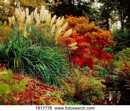 Mount Stewart, Co Down, Ireland; Kniphofia and Pampas Grass in an 18th Century National Trust property View Large Photo Image Stock Photograph - Mount Stewart, Co Down, Ireland; Kniphofia and Pampas Grass in an 18th Century National Trust property . Fotosearch