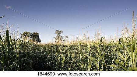 Muskokas, Ontario, Canada; Corn field View Large Photo Image Stock Image - Muskokas, Ontario, Canada; Corn field. Fotosearch