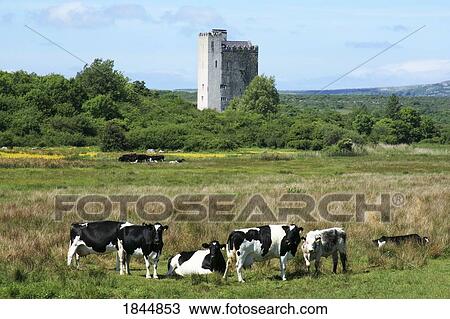 Stock Image - Near Corrofin, Co Clare, Ireland; An old Castle at the foot of the Burren. Fotosearch
