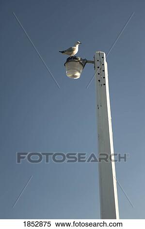 Stock Photography - New Zealand; Seagull perched on lamppost. Fotosearch