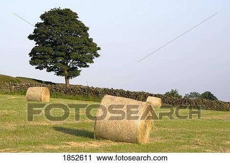 North Yorkshire, England; Hay bales in a field View Large Photo Image Stock Image - North Yorkshire, England; Hay bales in a field. Fotosearch