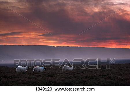 Stock Image - North Yorkshire, England; Sheep grazing. Fotosearch