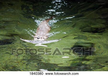 Northern River Otter, Bend, Oregon, USA View Large Photo Image Stock Image - Northern River Otter, Bend, Oregon, USA. Fotosearch
