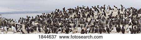 Stock Photo - Northumberland, England; Flock of Guillemot. Fotosearch
