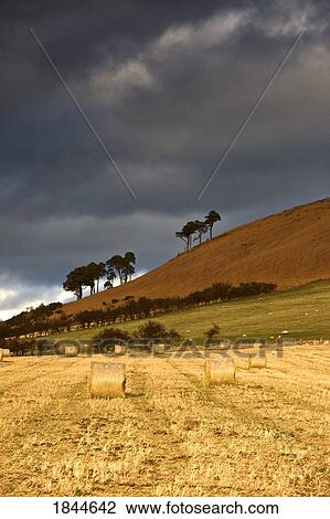 Northumberland, England; Hay bales in field under ominous storm clouds View Large Photo Image Stock Image - Northumberland, England; Hay bales in field under ominous storm clouds. Fotosearch