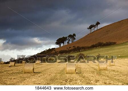 Northumberland, England; Hay bales in field under ominous storm clouds View Large Photo Image Stock Image - Northumberland, England; Hay bales in field under ominous storm clouds. Fotosearch