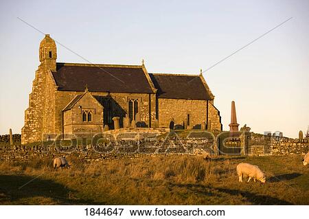 Stock Photo - Northumberland, England; Old stone church set in field with sheep. Fotosearch
