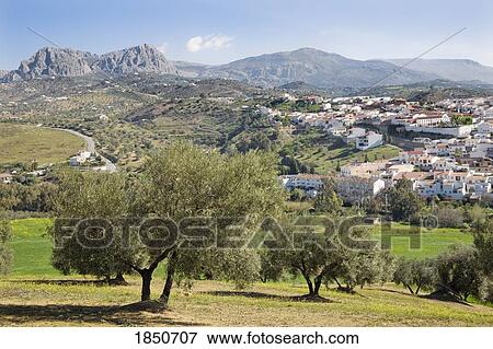 Stock Photo - Olive trees at Riogordo, Malaga, Spain; Trees on the side of a hill. Fotosearch
