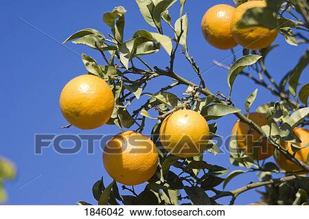 Orange tree View Large Photo Image Stock Image - Orange tree. Fotosearch