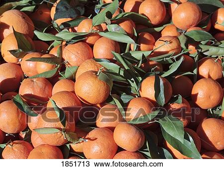 Oranges in a box View Large Photo Image Stock Image - Oranges in a box . Fotosearch