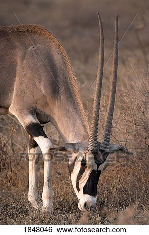Stock Photograph - Oryx (Oryx beisa), Samburu National Reserve, Kenya; Oryx. Fotosearch