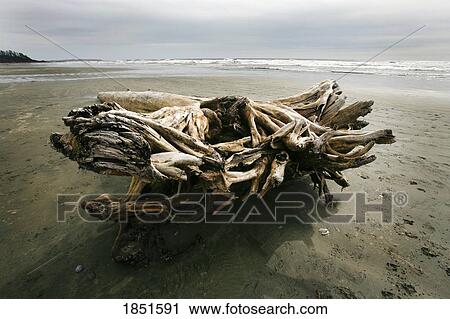 Stock Image - Pacific Rim National Park, British Columbia, Canada; Driftwood on Long Beach . Fotosearch