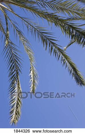 Stock Photograph - Palm fronds hanging down from a palm tree against blue sky. Fotosearch