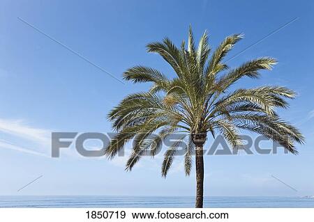 Stock Photo - Palm tree; palm tree against a blue sky. Fotosearch