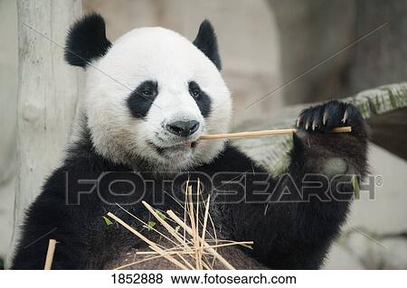 Stock Photo - Panda in zoo; Panda eating bamboo. Fotosearch