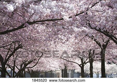 Stock Image - Pink blossoms on the trees, Oregon, United States of America. Fotosearch