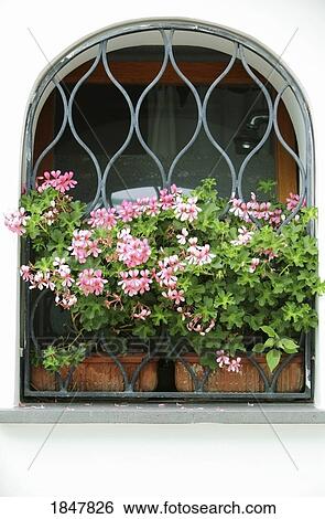 Pink flowers in a window View Large Photo Image Stock Photograph - Pink flowers in a window. Fotosearch