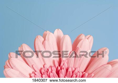 Pink Gerber daisy petals View Large Photo Image Stock Photo - Pink Gerber daisy petals. Fotosearch
