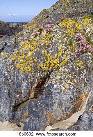 Pink sea thrift (Armeria maritima), Island of Colonsay, Scotland; Yellow lichen, deep grey rock strata View Large Photo Image Stock Image - Pink sea thrift (Armeria maritima), Island of Colonsay, Scotland; Yellow lichen, deep grey rock strata. Fotosearch