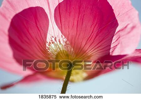 Stock Photography - Pink shirley poppy. Fotosearch