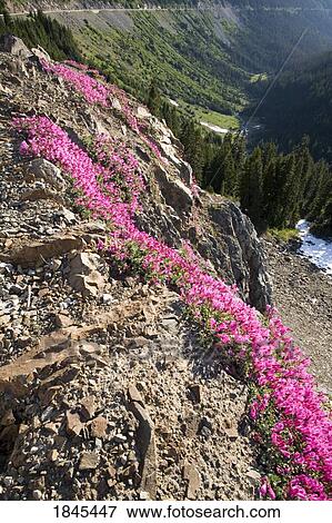 Pink wildflowers on the side of a mountain, Mount Rainier National Park, Washington, United States of America View Large Photo Image Stock Photo - Pink wildflowers on the side of a mountain, Mount Rainier National Park, Washington, United States of America. Fotosearch