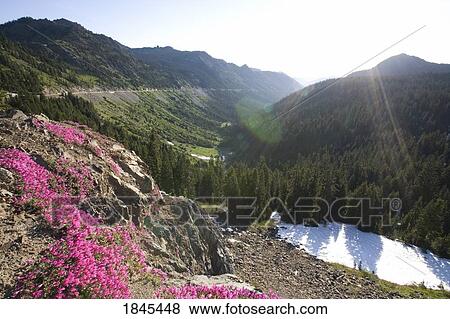 Pink wildflowers on the side of a mountain, Mount Rainier National Park, Washington, United States of America View Large Photo Image Stock Photo - Pink wildflowers on the side of a mountain, Mount Rainier National Park, Washington, United States of America. Fotosearch