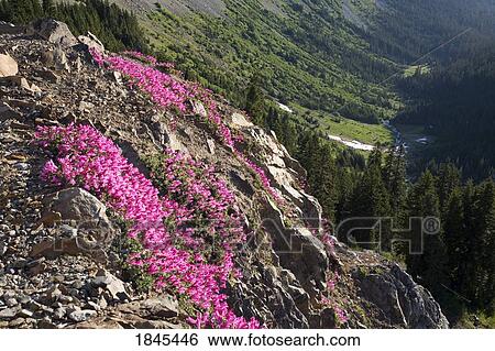 Pink wildflowers on the side of a mountain, Mount Rainier National Park, Washington, United States of America View Large Photo Image Stock Photograph - Pink wildflowers on the side of a mountain, Mount Rainier National Park, Washington, United States of America. Fotosearch