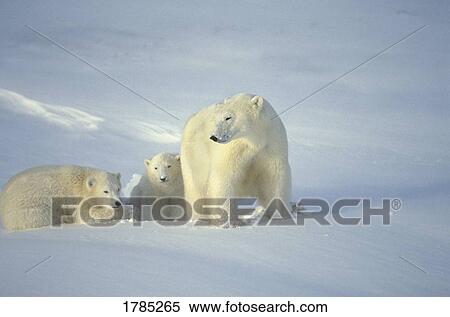 Polar Bears with cubs View Large Photo Image Stock Photography - Polar Bears with cubs. Fotosearch