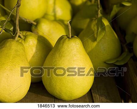 Pomelos View Large Photo Image Stock Image - Pomelos. Fotosearch