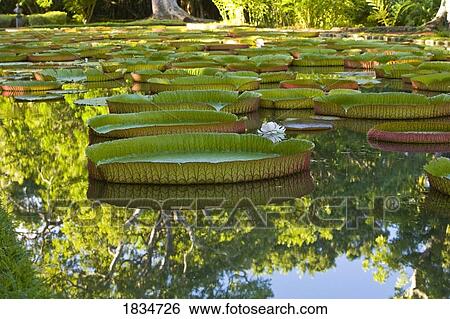 Pond with giant Victoria amazonica water lilies View Large Photo Image Stock Photograph - Pond with giant Victoria amazonica water lilies. Fotosearch