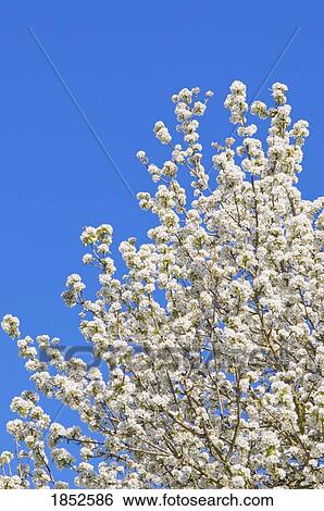 Portland, Oregon, USA; Pear tree in bloom View Large Photo Image Stock Photograph - Portland, Oregon, USA; Pear tree in bloom. Fotosearch