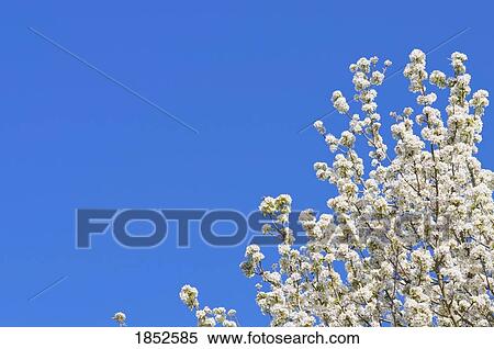 Portland, Oregon, USA; Pear tree in bloom View Large Photo Image Stock Photography - Portland, Oregon, USA; Pear tree in bloom. Fotosearch