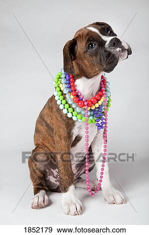 Stock Photo - Portrait of a dog; Dog wearing necklaces. Fotosearch