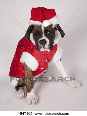 Stock Photography - Portrait of a dog in a Santa costume. Fotosearch