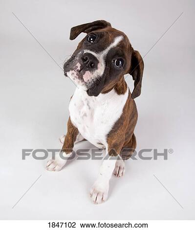 Stock Image - Portrait of a dog. Fotosearch