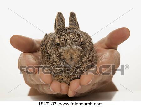 Stock Photo - Portrait of a rabbit. Fotosearch