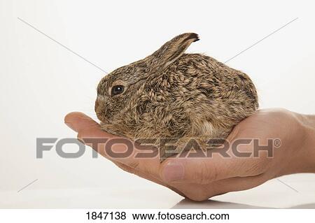 Stock Photo - Portrait of a rabbit. Fotosearch