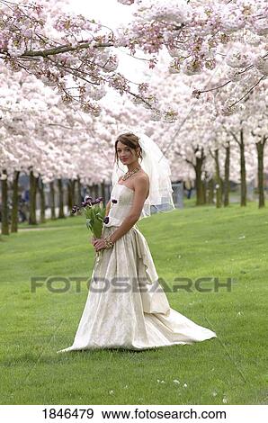 Portrait of bride among flowering trees View Large Photo Image Stock Photo - Portrait of bride among flowering trees. Fotosearch