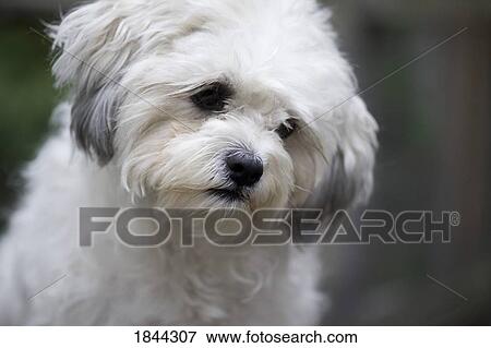 Stock Photo - Portrait of white dog (Bichon). Fotosearch