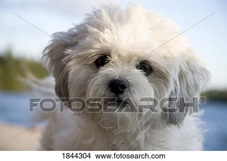 Picture - Portrait of white dog. Fotosearch