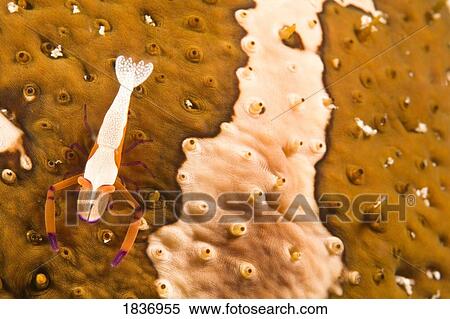 Stock Photography - Puerto Galera, Philippines, South East Asia; Cleaner Shrimp on a Sea Cucumber . Fotosearch